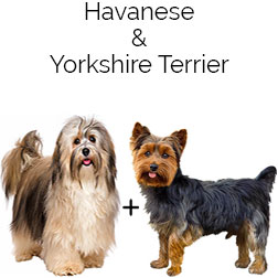 Havashire Dog
